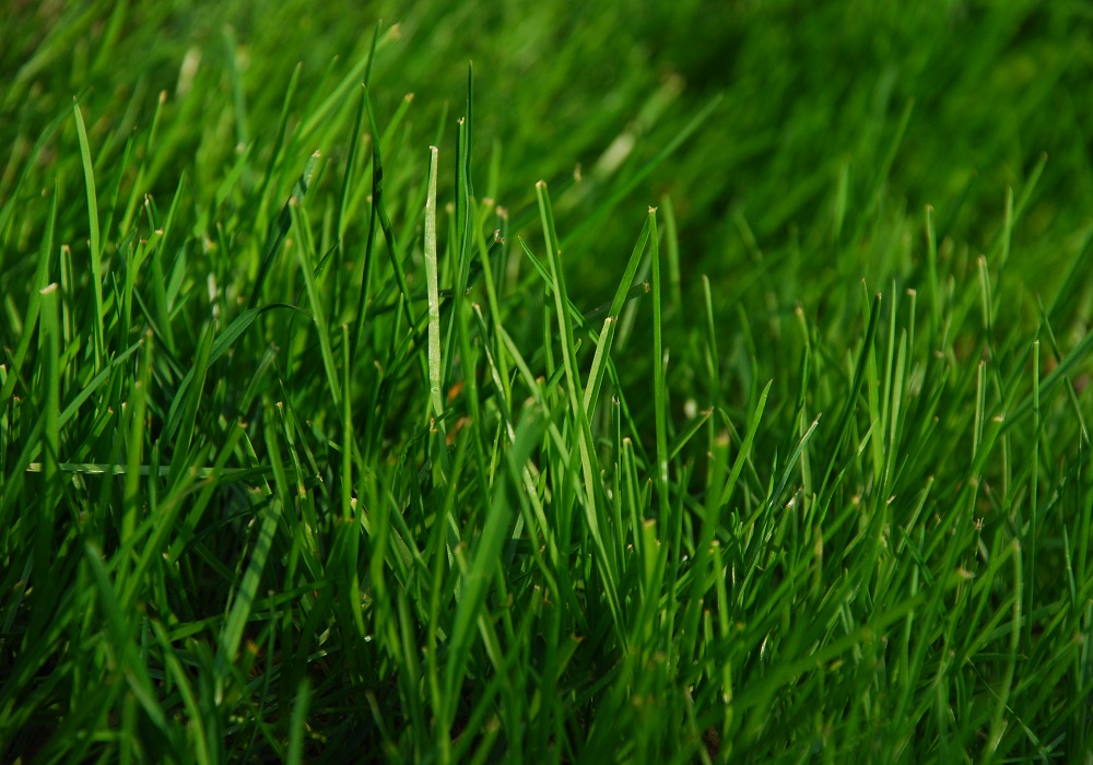 Install artificial grass